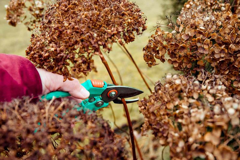 Prune old-wood hydrangeas after flowering, only when needed