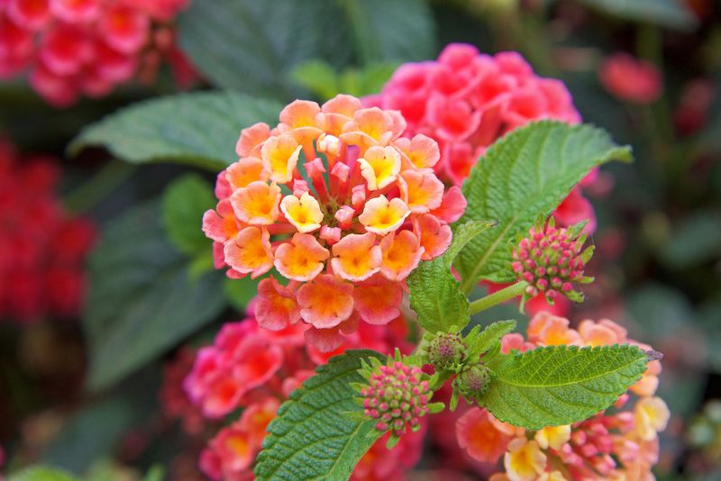 Prune only a healthy plant that needs fresh flowering growth