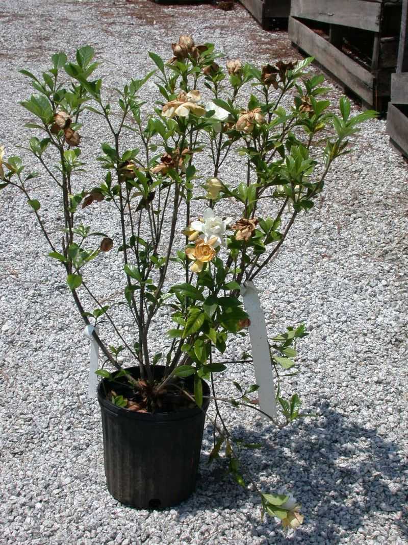 Prune only what the plant cannot use