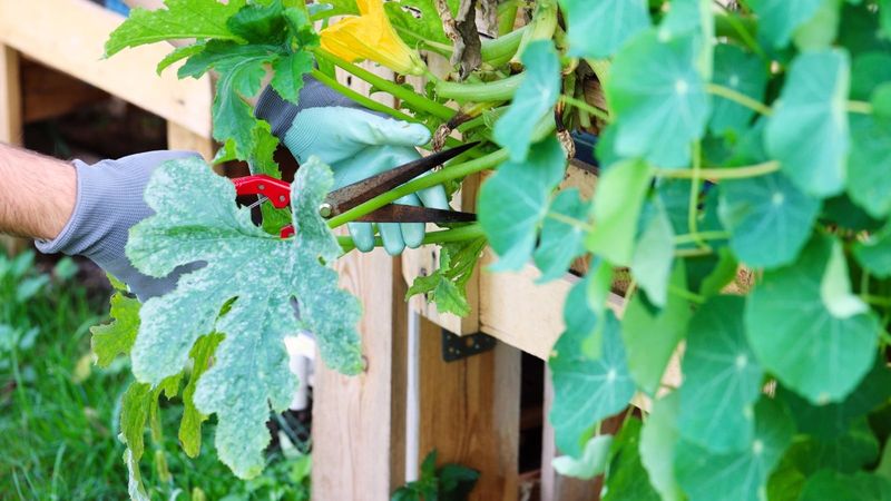 Prune the worst leaves without stripping the plant