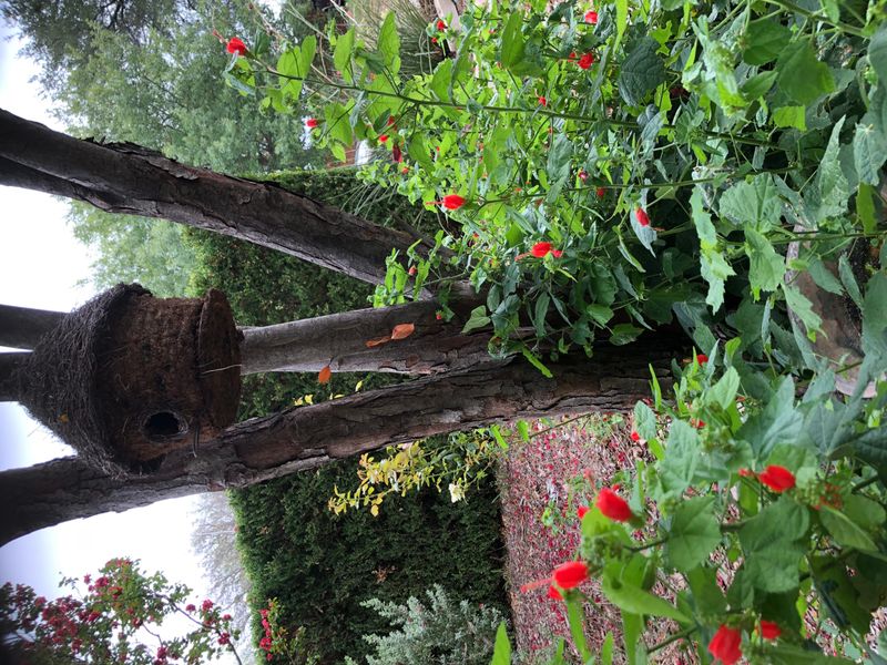 Pruning and winter dieback vary by location