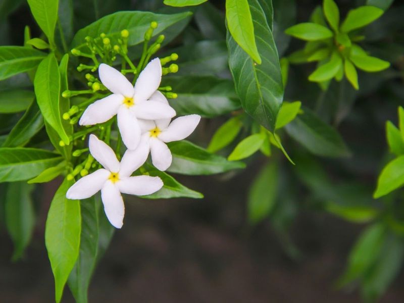 Pruning belongs after flowering, not before winter