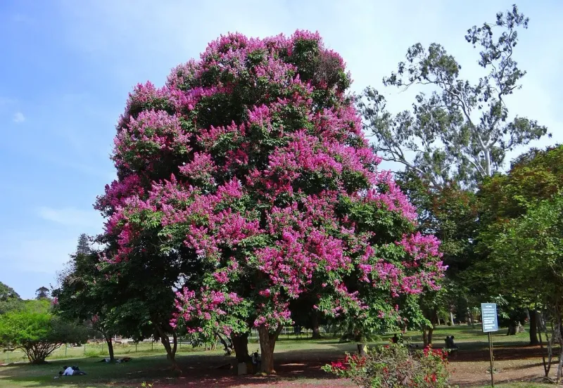 Pruning cannot replace sun, water, and plant health