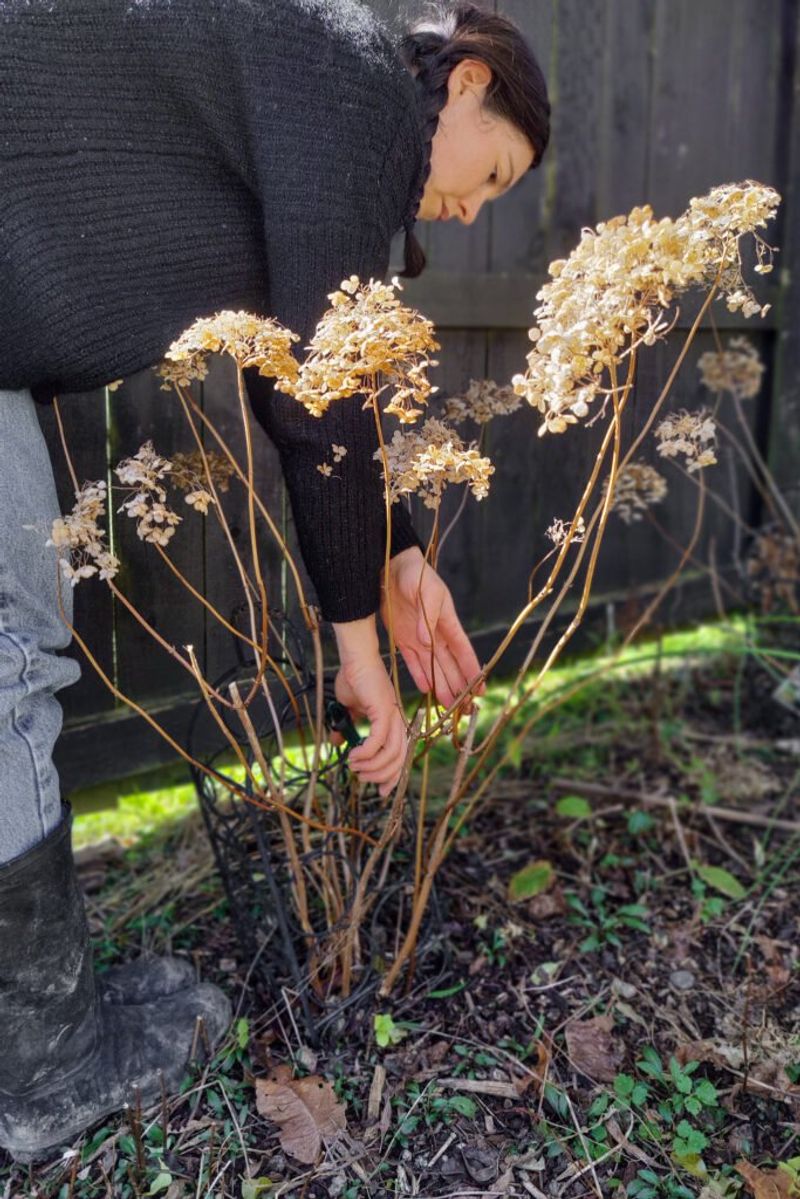 Pruning may have removed next season’s flower buds