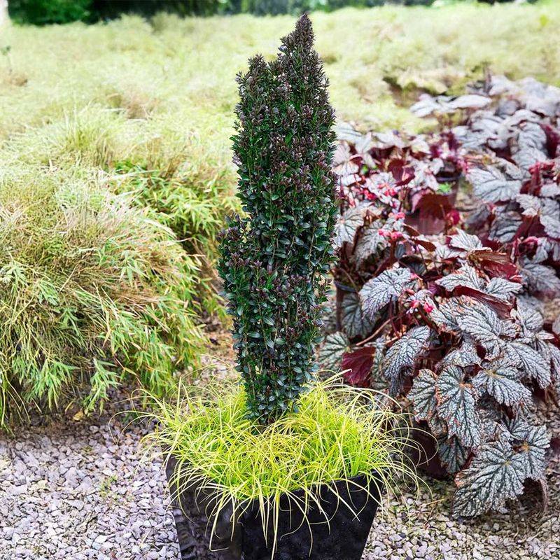 Pruning turns a foundation bed into a visible edge