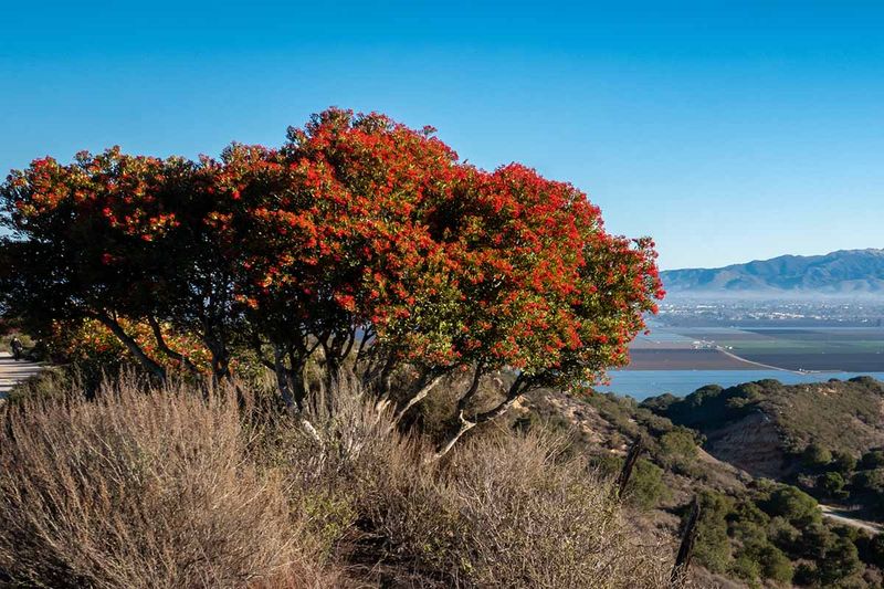 Pruning turns toyon’s shrub habit into usable patio clearance