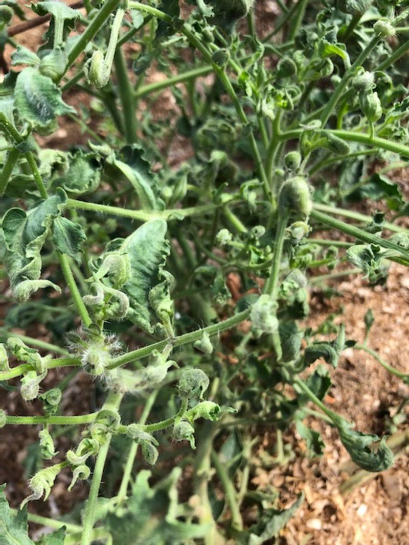 Puckered or distorted new growth changes the diagnosis