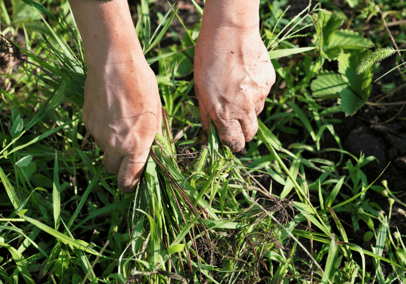 Pulling removes the plant, not the seedbank