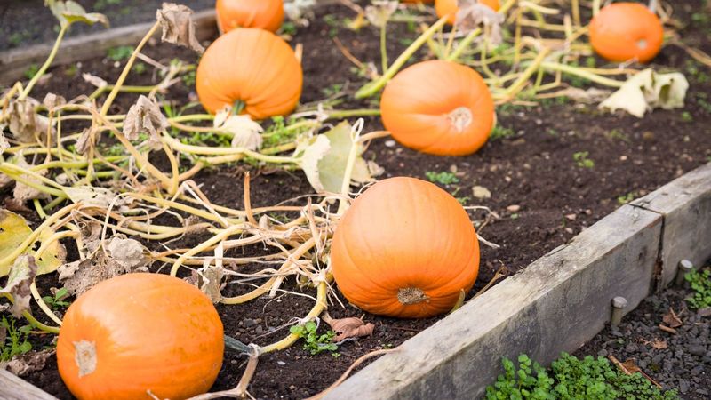 Pumpkins and Winter Squash (Skip)