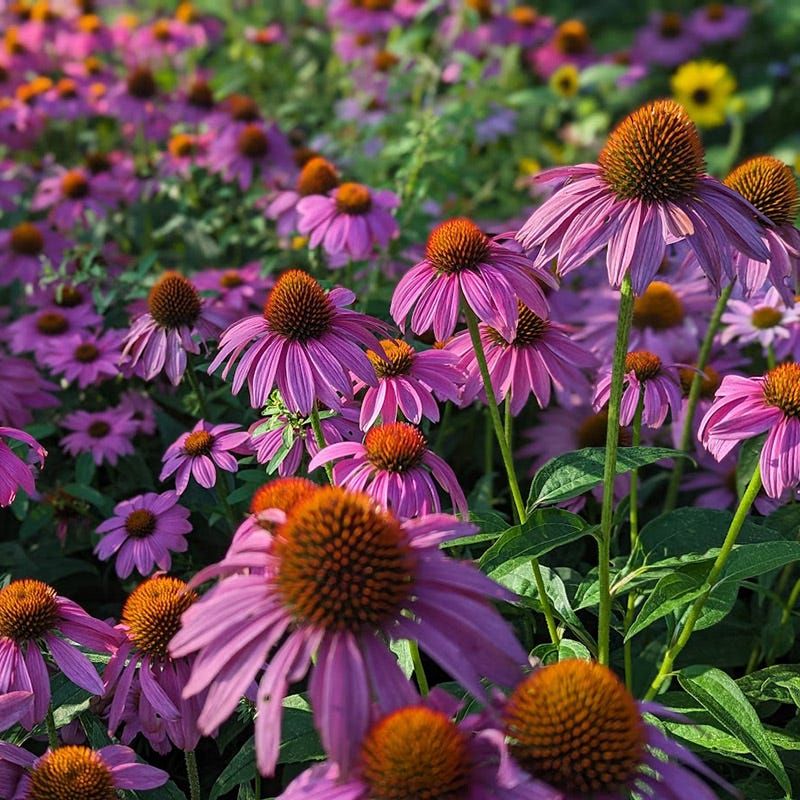 Purple Coneflower (Echinacea purpurea)