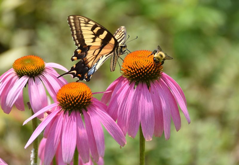 Purple Coneflower Purple Coneflower