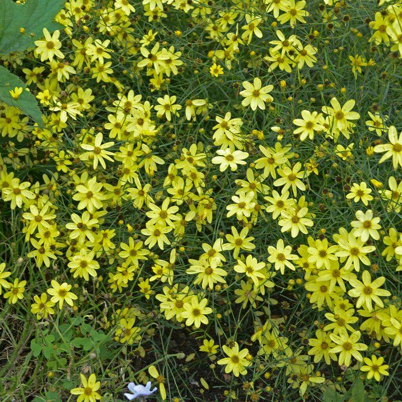 Purple Coneflower's Cousin: Threadleaf Coreopsis (Coreopsis verticillata)
