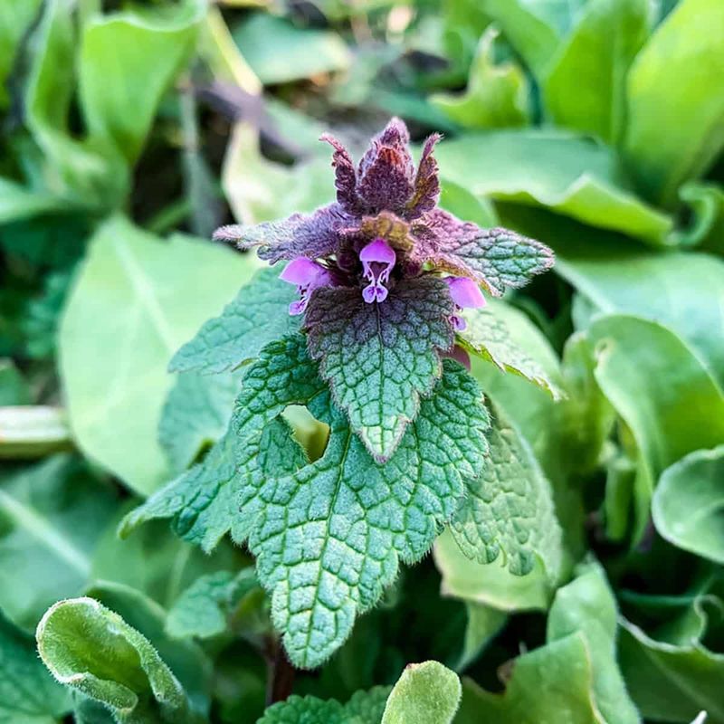 Purple Deadnettle