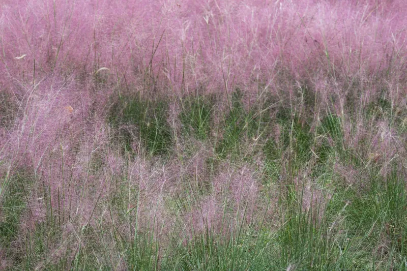Purple Lovegrass