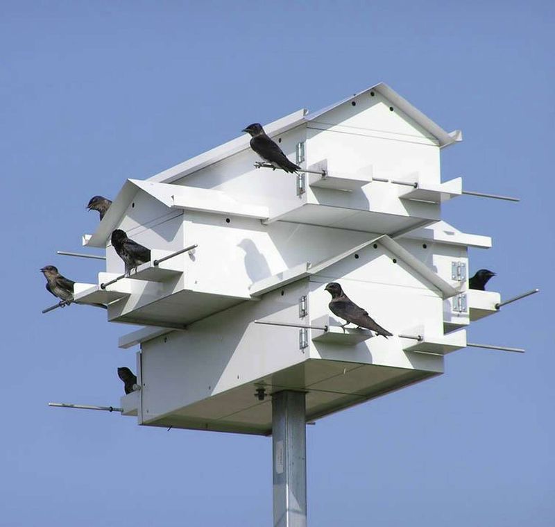 Purple Martins belong in the yard—but not in the mosquito-control toolbox Purple Martins belong in the yard—but not in the mosquito-control toolbox