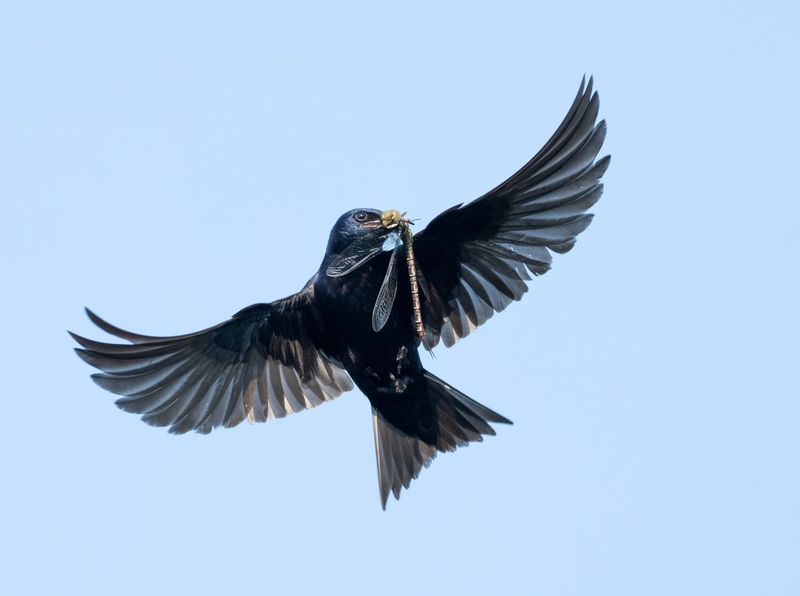 Purple Martins catch reproductive ants in flight