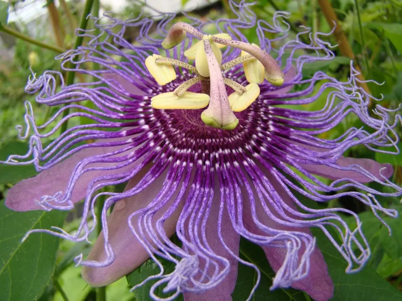 Purple Passionflower