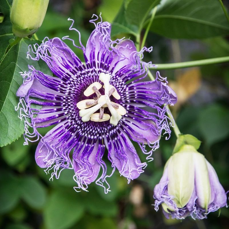 Purple Passionflower