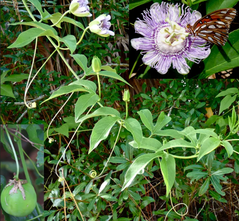 Purple Passionflower Purple Passionflower