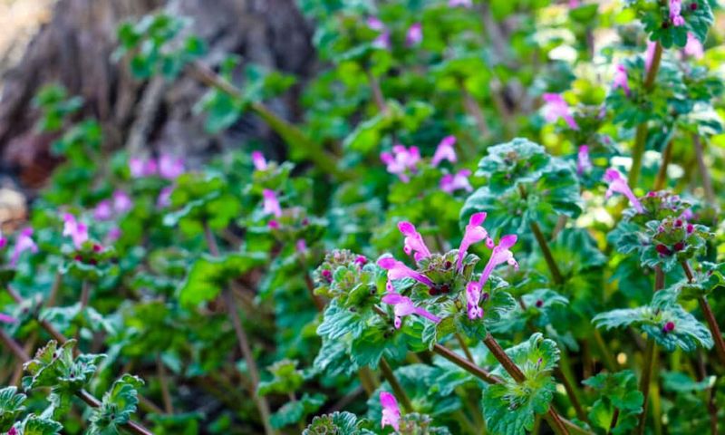 Purple flowers are a clue, not an identification