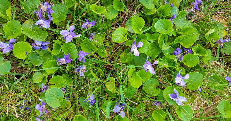 Purple flowers do not identify themselves