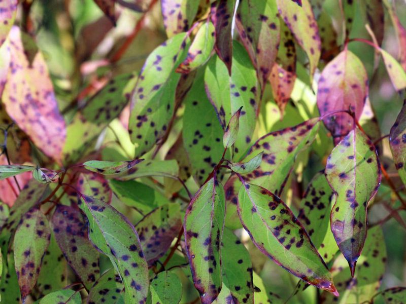 Purple leaves and purple blotches are different clues Purple leaves and purple blotches are different clues