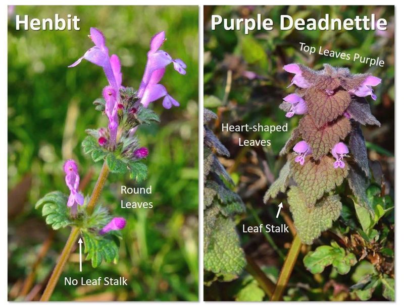 Purple lookalikes can require a different decision