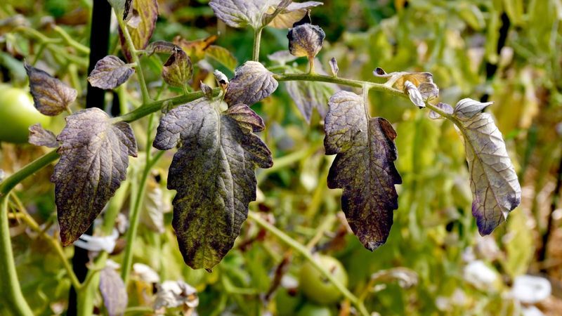 Purple undersides point to an uptake problem, not a diagnosis Purple undersides point to an uptake problem, not a diagnosis