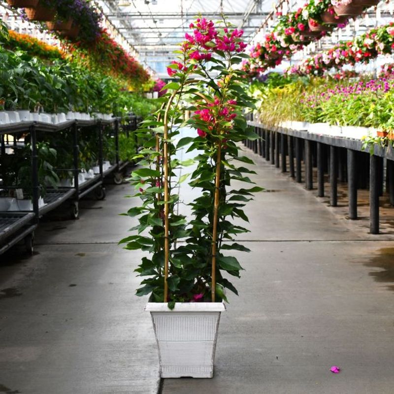 Put the container in the brightest available patio location Put the container in the brightest available patio location