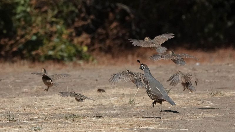 Quail use the edge between cover and open ground