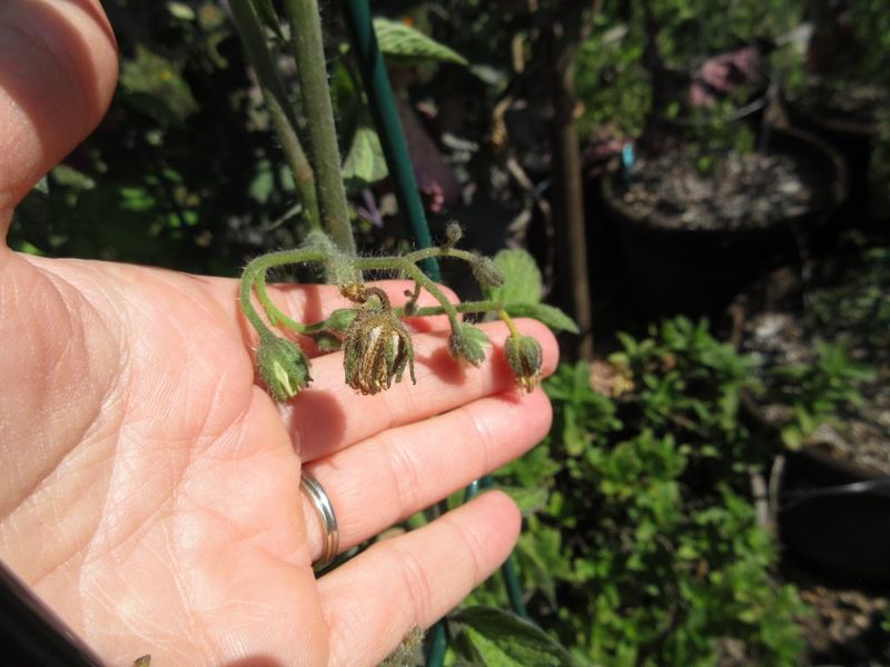 Question the reflex to add fertilizer or calcium