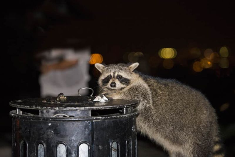 Raccoons return when food, water, prey, or access remains available