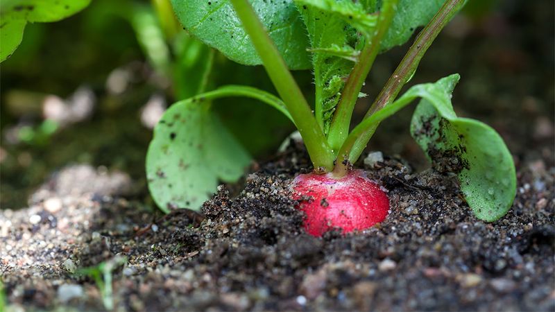 Radishes