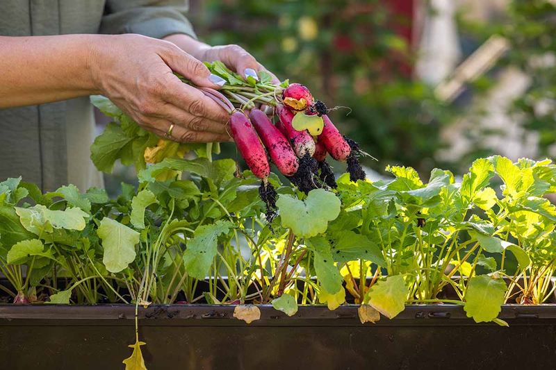 Radishes (Thrive)