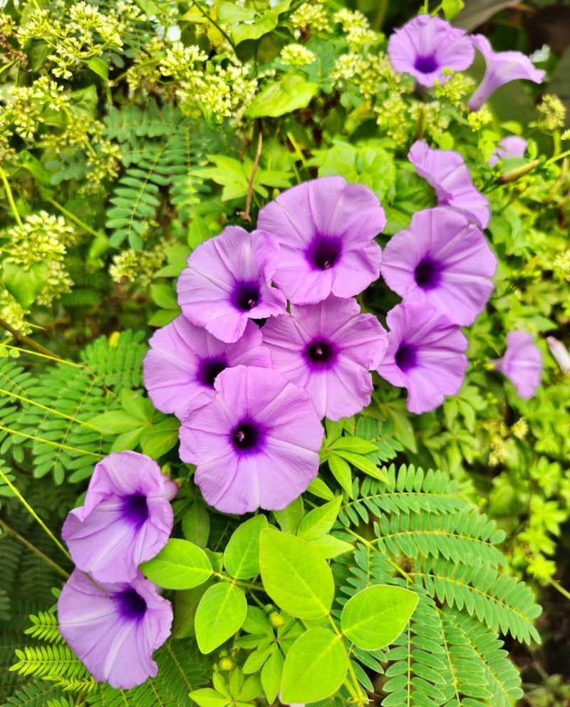 Railroad Vine