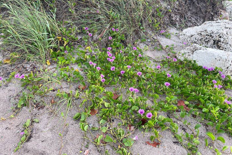 Railroad Vine