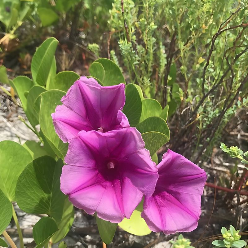 Railroad Vine