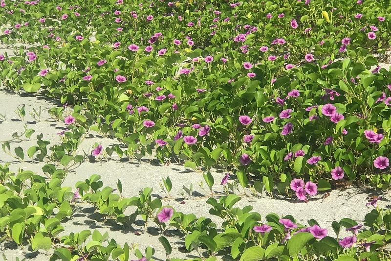 Railroad Vine