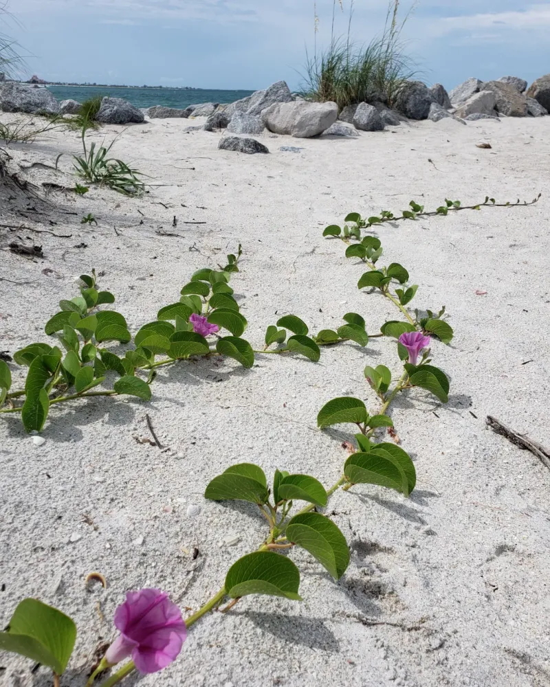 Railroad Vine