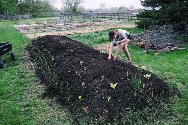 Raise or mound the planting area when clay holds water Raise or mound the planting area when clay holds water