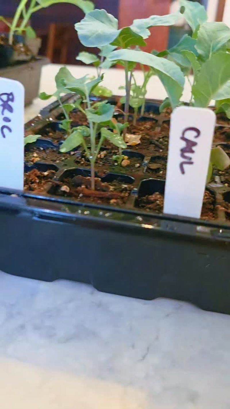 Raise sturdy seedlings and harden them gradually