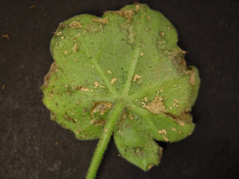 Rapid collapse calls for a disease and pest check