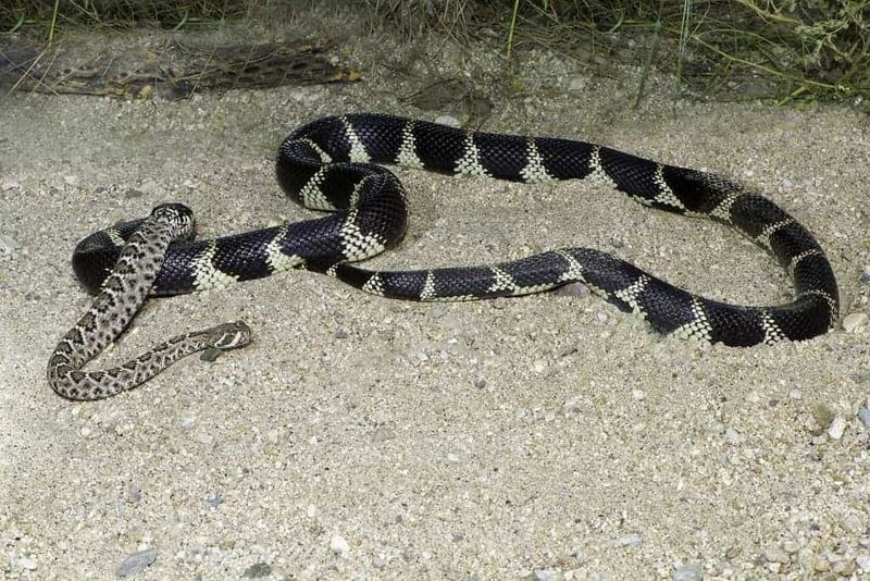Rattlesnake predation is real, but it is not residential pest control Rattlesnake predation is real, but it is not residential pest control