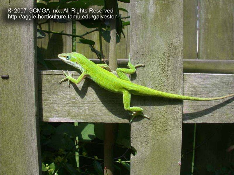 Read a fence sighting in its regional and habitat context Read a fence sighting in its regional and habitat context