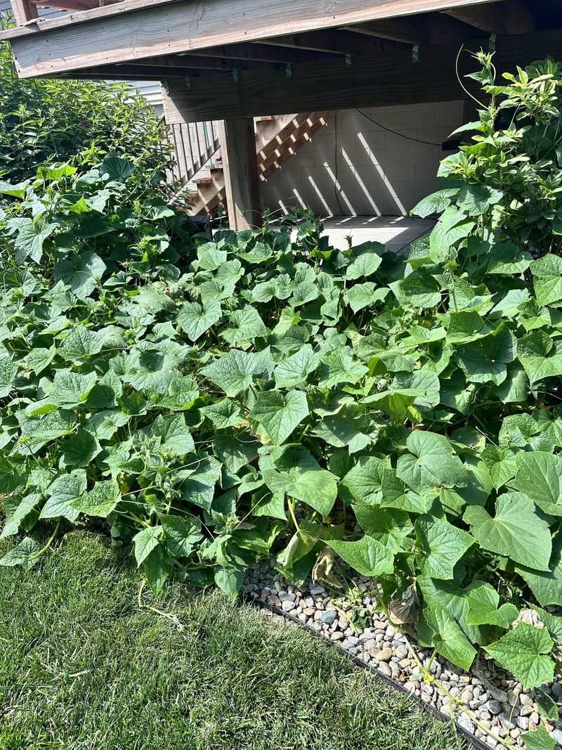 Read a lush vine as a warning against excess feeding, not a diagnosis