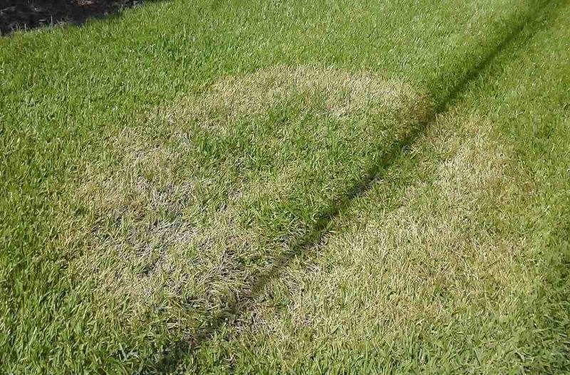 Read the Browning Pattern Before Treating
