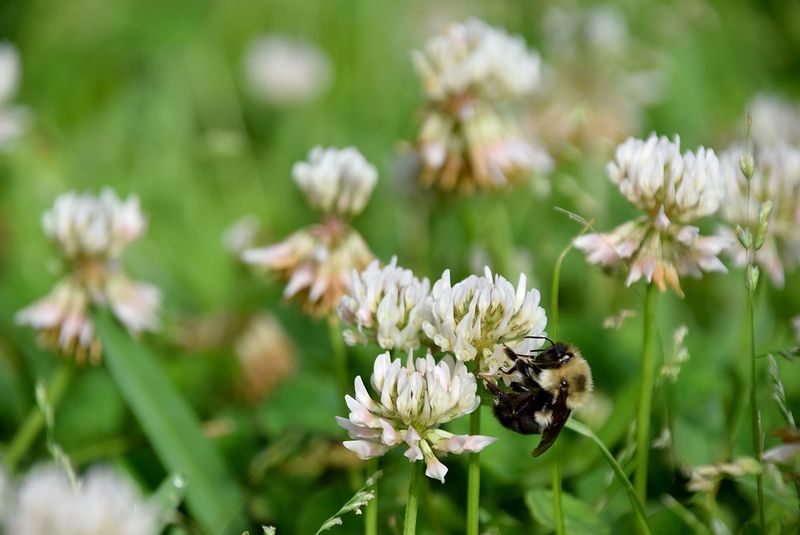 Read the Clover as a Clue, Not a Verdict