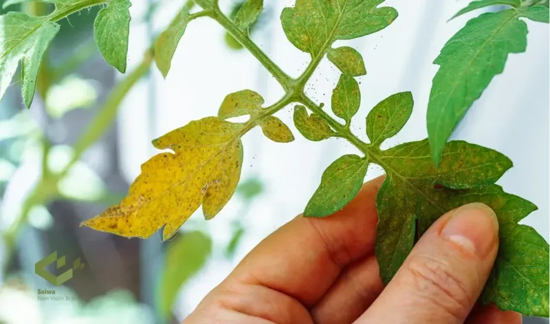 Read the Leaves, Flowers, and Growing Medium Together