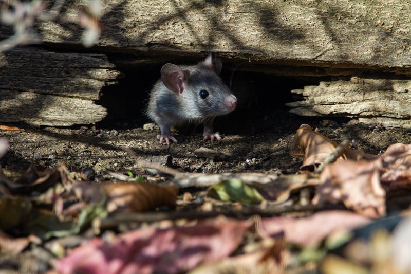 Read the Yard Without Feeding the Visitor