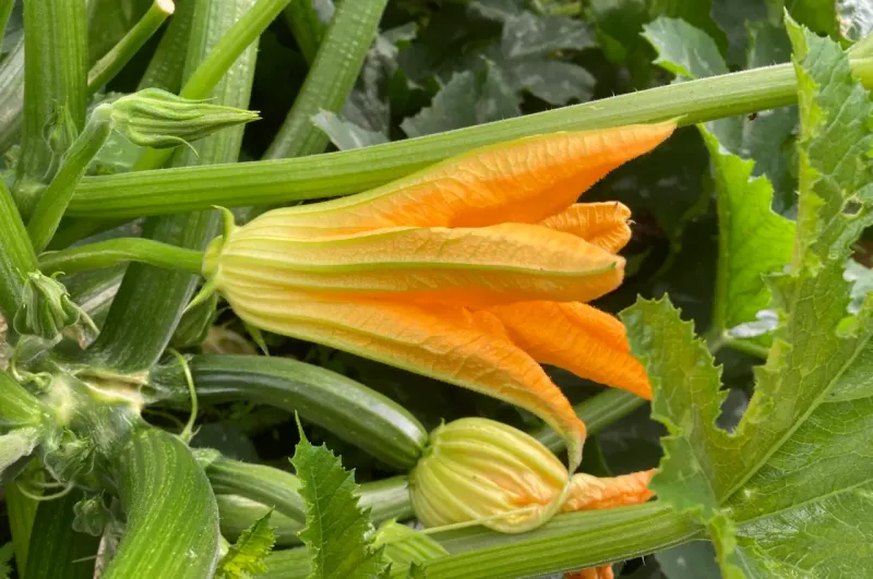Read the flowers before blaming the fruit